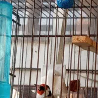 سهره چهارگل|پرنده|کرج, حسین‌آباد|دیوار