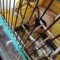 فروش طوطی|پرنده|شهریار, شهرک وائین|دیوار