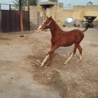 نریان|اسب و تجهیزات اسب‌سواری|شوشتر, |دیوار