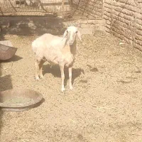 میش شیرازی