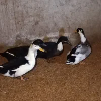 اردک،غاز،قوغاز،خروس