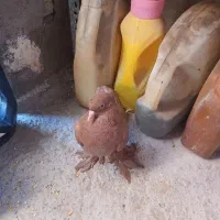 کبوتر