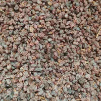 کشمش بیدانه