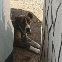 توله خراسانی افغان