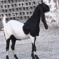 بز کاموری ابستن