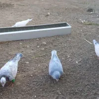 کفتر هفت رنگ