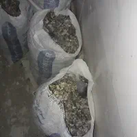 فضولات، کود کبوتر