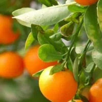 فروش پانصد متر باغ مرکبات واقع در ساری