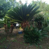 خریدار برگ سیکاس|خدمات باغبانی و درختکاری|تنکابن, |دیوار