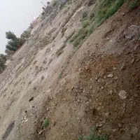 کود گاو|گل و گیاه طبیعی|زهک, |دیوار