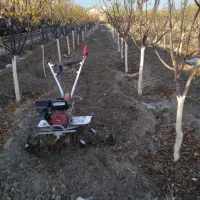 کلیه خدمات باغبانی و سمپاشی وتیلرزنی در سراسر مشهد|خدمات باغبانی و درختکاری|مشهد, رضاشهر|دیوار