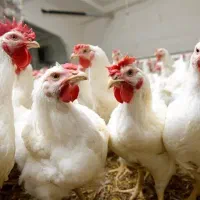 مرغ و خروس قربانی