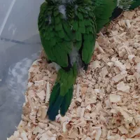 جوجه طوطی پیشانی هلویی خورشیدی راهب گرینچیک