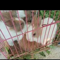 دوتا خرگوش دارم میخام بفروشم جا ندارم