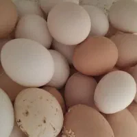 تخم نطفه دار