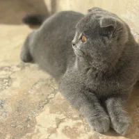 گربه اسکاتیش ۴ماهه بلو