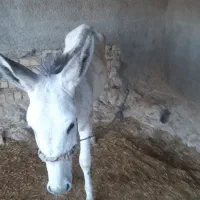 حیوانات مزرعه|حیوانات مزرعه|کوهدشت, |دیوار