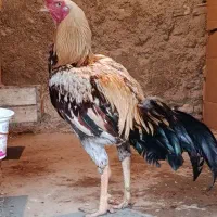 خروس لاری صابونی