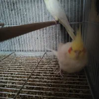 عروس هلندی|پرنده|بندر گناوه, |دیوار