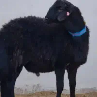 فروش گوسفند