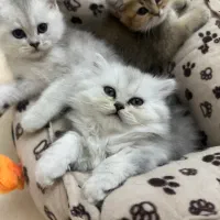 واگذاری گربه