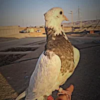 گمشده