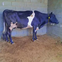 فروش گاو هلشتاین