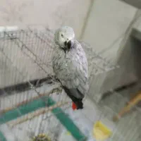 کاسکو خیلی بامزه