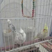 طوطی عروس