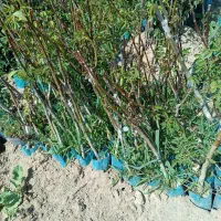 بادام جی آن و رویشی ....|خدمات باغبانی و درختکاری|شیراز, بهارستان|دیوار