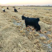 چبش|حیوانات مزرعه|مرودشت, ژیان|دیوار