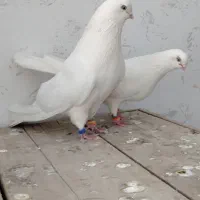 کبوتر