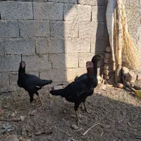 40000000|حیوانات مزرعه|خوی, |دیوار