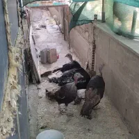 بوقلمون نر و ماده و مرغ و خروس