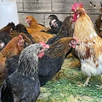 مرغ کشتی جهت ذبح قیمت مناسب