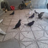 کفتر