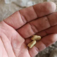 باقالی درجه یک