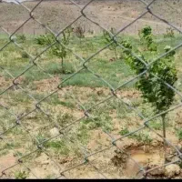 زمین کشاورزی اخر گلشهر چرناب چورناب چوره ناب|فروش دفتر صنعتی، کشاورزی، تجاری|زنجان, |دیوار