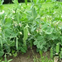 فروش بذر نخود فرنگی ۸۰۰باقالی ۱۴۰