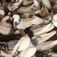 کبوتر طوقی و رنگی|پرنده|مبارکه, |دیوار