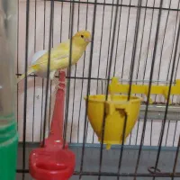 قناری بخون اماده