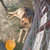 سگ ژرمن عالی برای نگهبانی