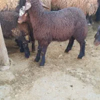 بره نره فروشی