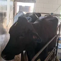 گاو و گوساله داشتی