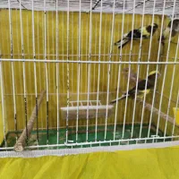 قناری های ابلق جوان و ماده سفید کشیده|پرنده|یزد, |دیوار