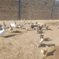 اسب و غاز و مرغ