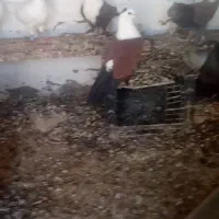 یه جفت کربلایی نرو ماده هفت هشت درست ماده تخمی