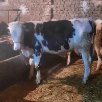 فروش ۴ تا گوساله درجه یک|حیوانات مزرعه|نهاوند, |دیوار