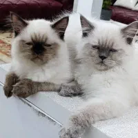 واگذاری گربه  خوشگلهانژاد هیمالین اصیل خواهر برادر