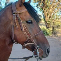 اسب|اسب و تجهیزات اسب‌سواری|زرند, |دیوار